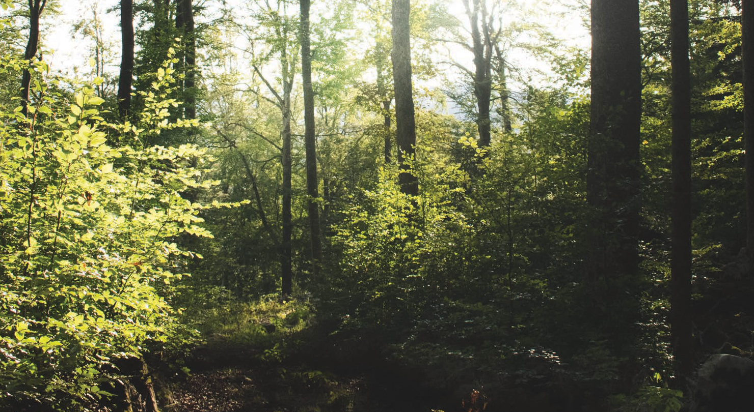A Sanctuary Of Peace Awaits image